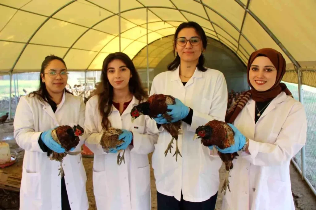 Amasya’da Üniversite Öğrencileri ve Akademisyenler Sülün Yetiştiriyor