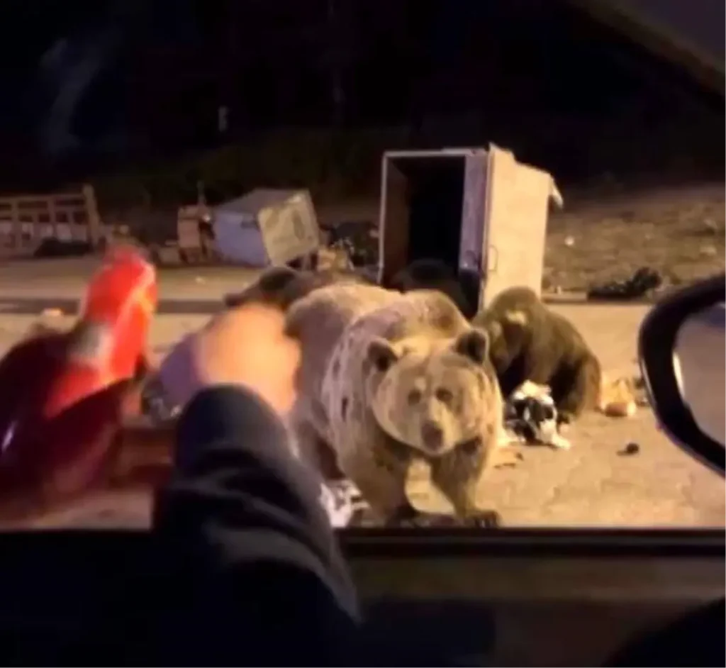 Bursa’da Ayıların Saldırısına Uğrayan Maceracı