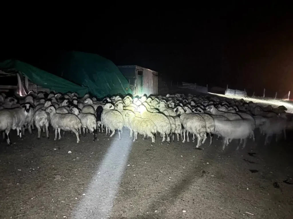 Erzincan’da Kaybolan 200 Koyun, Drone ile Bulundu