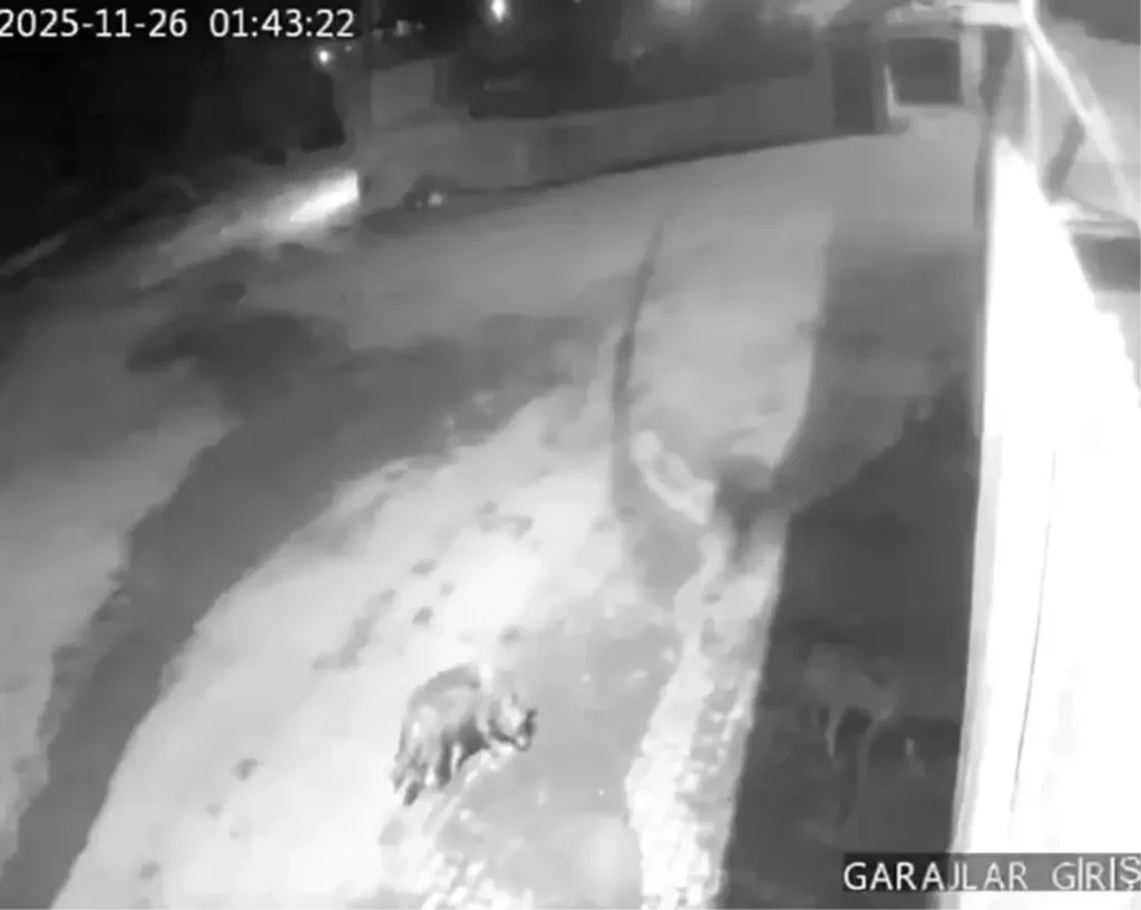 Kurtlar Aşkale’deki Köye İndi, Vatandaşlar Huzursuz