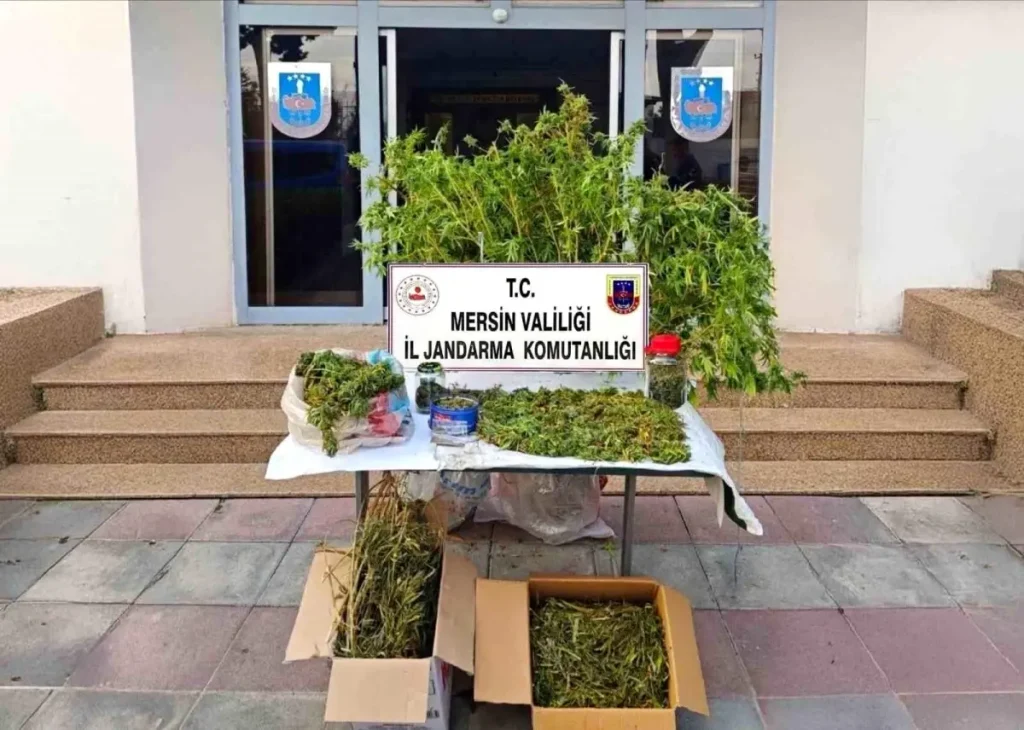Mersin’de Yasadışı Kenevir Ekinine Operasyon: Kuşkulu Tutuklandı