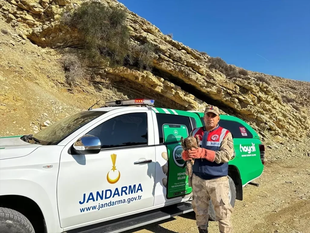 Yaralı Kızıl Şahin Müdafaa Altına Alındı