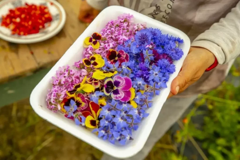 Yenilebilir Çiçekler: Mutfağa Yeniden Entegre Edilen Doğal Dokunuşlar