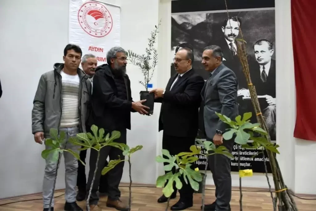 Aydın’da üreticilere 74 bin 90 fide dağıtılacak