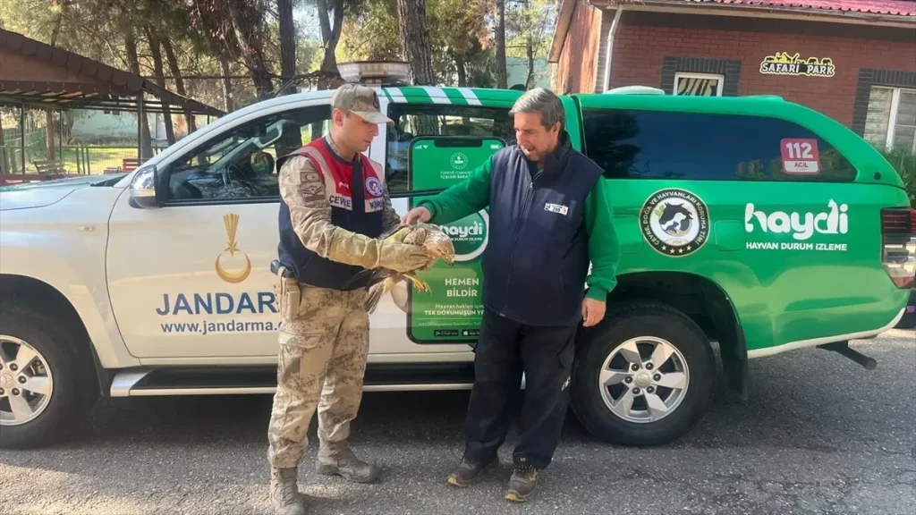Gaziantep’te Yaralı Kartalı Jandarma Kurtardı: Doğa ve Görev Başında