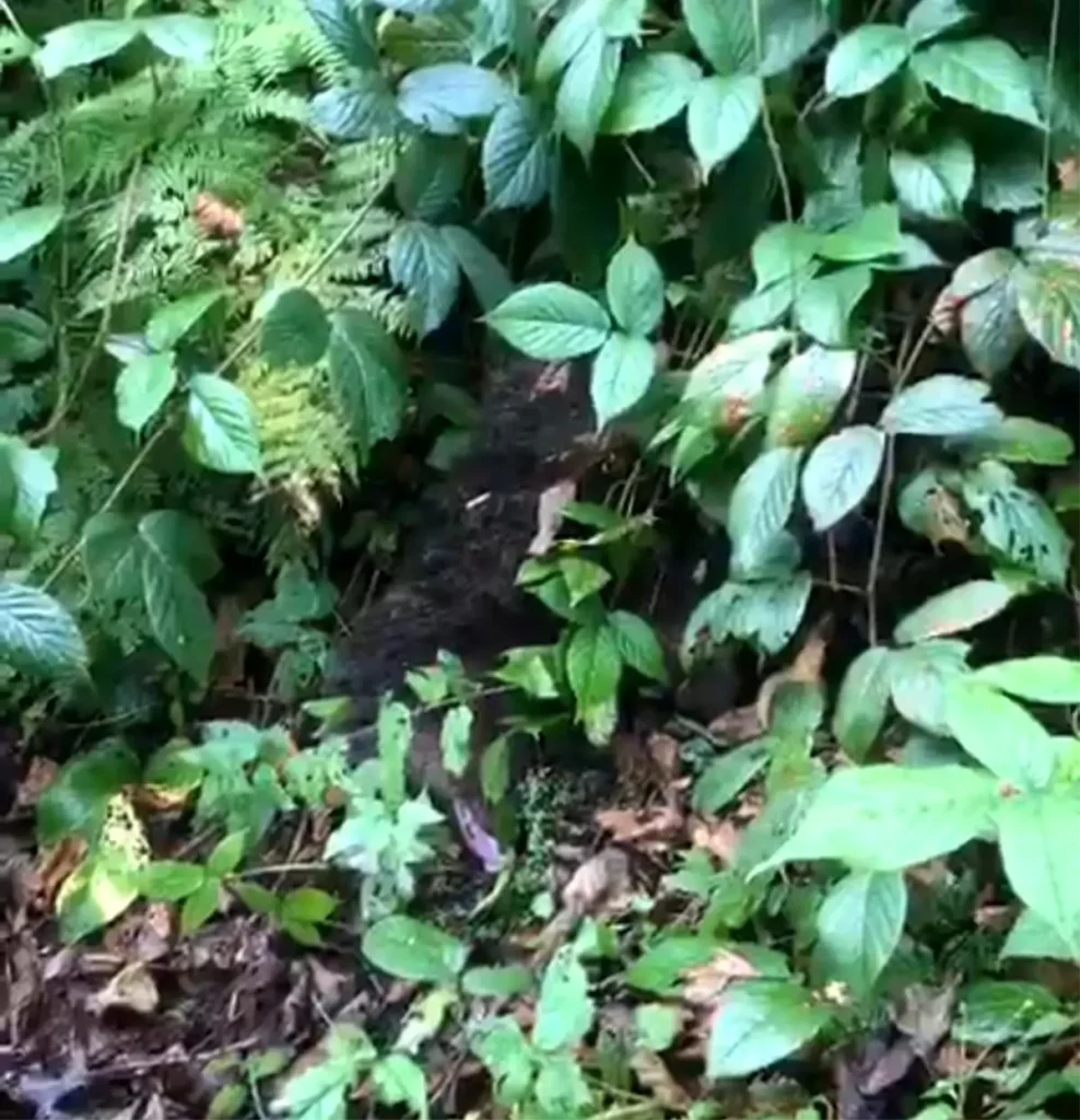 Rize’de Mahsur Kalan Yavru Ayı Başarılı Kurtarılışıyla Doğaya Döndü