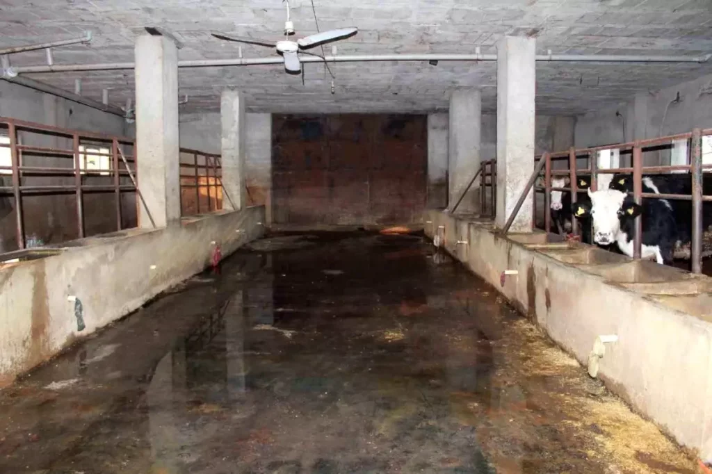 Siirt’te 3 buçuk ayda 54 büyükbaş hayvanı telef olan besicinin ziyanı 8 milyon lirayı buldu