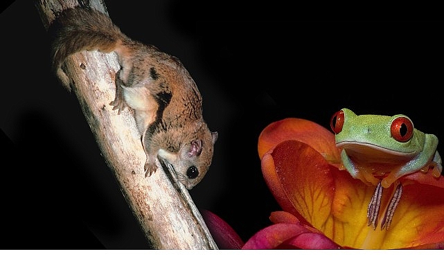 3 Kısımdan Oluşan ‘Doğanın En Tuhafları’, 18 Ocak Pazar 20.00’de Birinci İki Kısmıyla National Geographic WILD Ekranlarında!