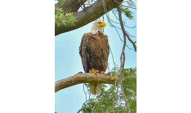 Amerika’da Bir Seferihisarlıdan Tabiat Gururu: Kar Baykuşunu Fotoğraflamayı Başardı