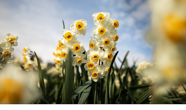 Bayındır Nergis Şenliği’nde Gökçe Rüzgarı Esecek