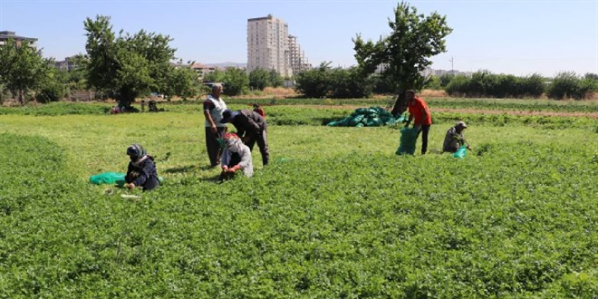 Girişimcilere 114,4 milyon lira hibe aktarıldı