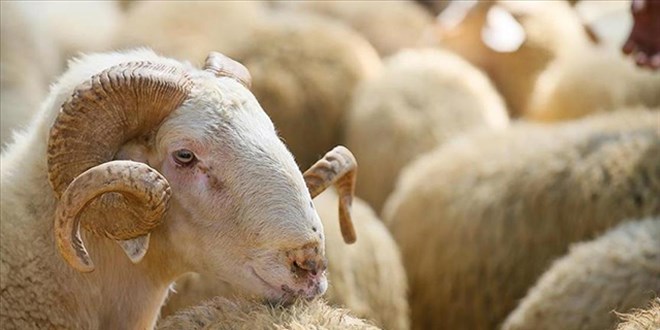 Hayvancılıkta yeni periyot: 150 bin küçükbaş ve faizsiz kredi takviyesi