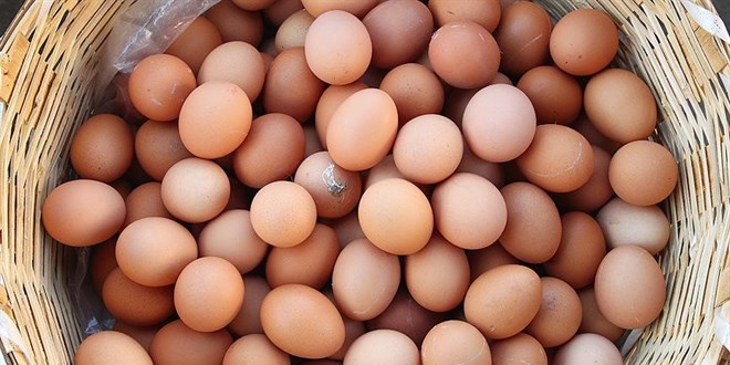 Küçük Yumurta Üreticilerine Müjde: Limitler Artırıldı