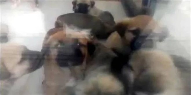 Sahiplendiği köpekleri öldüren tabibin cezası düştü