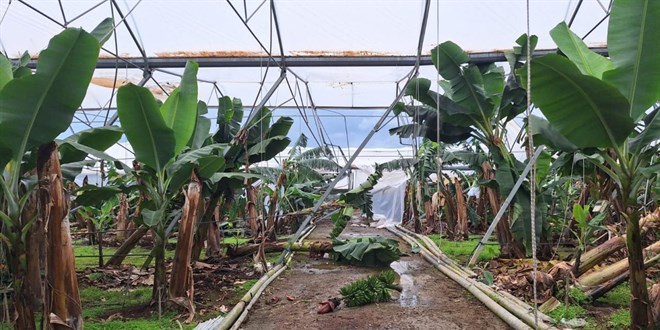 TARSİM, Antalyalı üreticilere 586 milyon lira hasar ödemesi yapacak