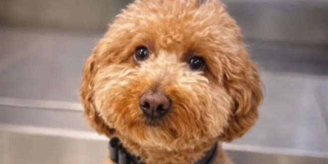 Uçağa binebilmek için, köpeğini havaaldakikalar içinde terk etti