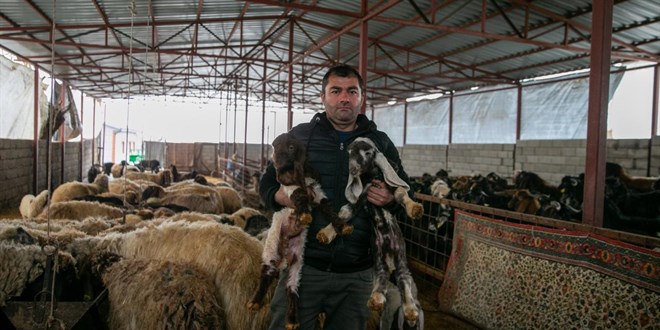 Zelzelede hayvanlarını kaybeden besici, devlet takviyesiyle üretime devam ediyor