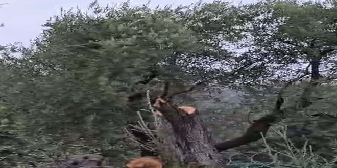 Zeytin ağaçlarını kesen ve vazifesinden istifa eden Kılbey’e para cezası