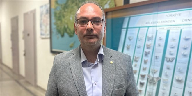 İstanbul’daki çam kese tırtılları alerjik tepkilere neden olabiliyor