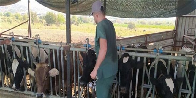 Aydın’da şap hastalığı: 17 mahallede karantina tedbirleri alındı
