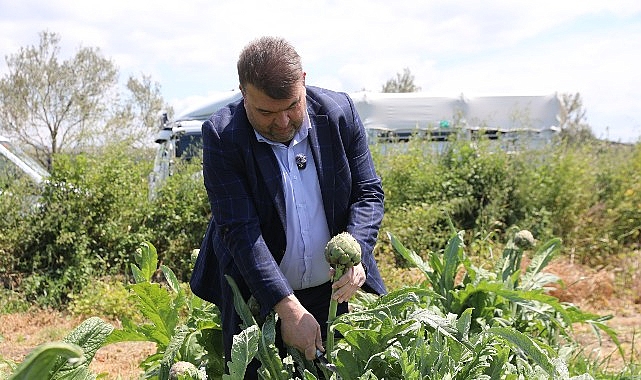 İlçenin kıymetli ziraî üretim merkezlerinden Düzce Köyü’nde gerçekleşen hasada, Seferihisar Belediye Başkanı İsmail Yetişkin de katıldı.