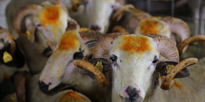 Kurban ibadetine ait 10 hakikat bilinen yanlış