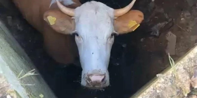 Kurbanlık İnek dinamit deposunda bulundu
