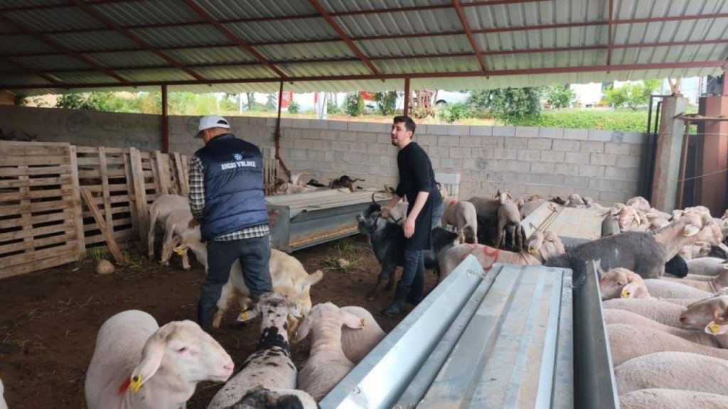 Kurbanlıklar satışa çıktı, pazarlıklar kızıştı