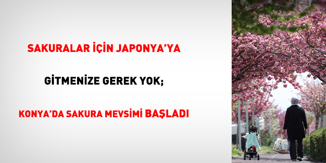 Sakuralar İçin Japonya’ya Gitmenize Gerek Yok; Konya’da Sakura Mevsimi Başladı