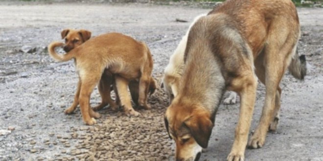 Sözde hayvanseverlerin yeni taktiği: 50 kişi tespit edildi
