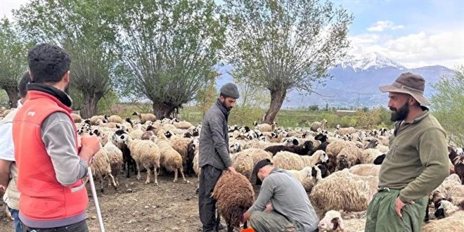 Türk çobanlar 150 bin lira istiyordu: Afgan çobanlar göreve başladı