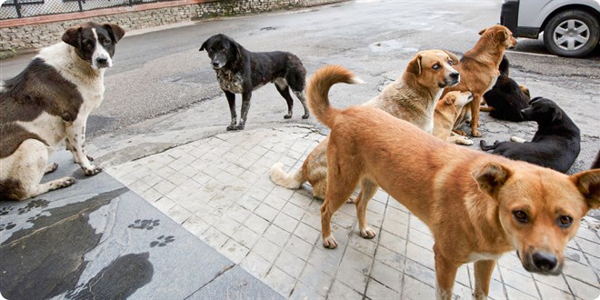 Van’da bir köpek saldırısı daha! Çocuğun vücudu parçalandı